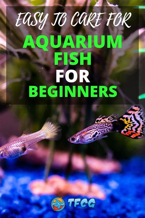 Top 23 Easy Freshwater Aquarium Fish For .